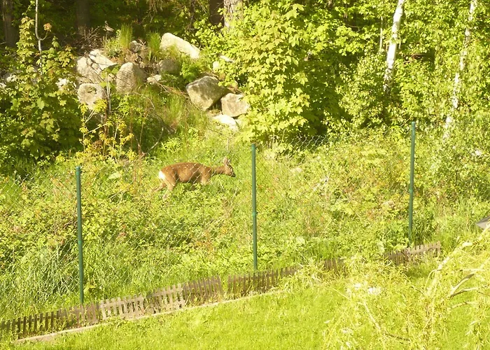 Wynajem Pokoi Pod Lasem Homestay *